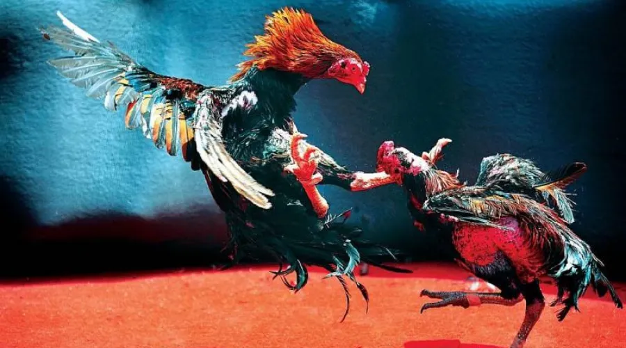 Các hình thức chọi gà thường được tổ chức tại Thomo hiện nay